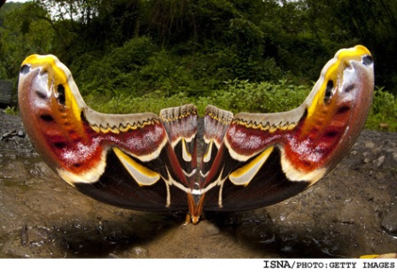 بزرگترين پروانه جهان +عکس