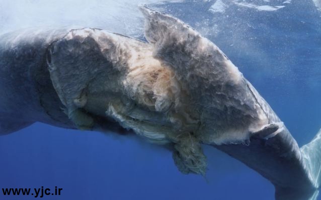 عاقبت برخورد نهنگ با کشتی +عکس