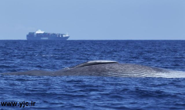عاقبت برخورد نهنگ با کشتی +عکس