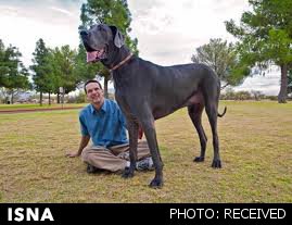مرگ قدبلندترین سگ جهان/عکس