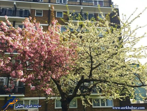 درختی با دو شکوفه متفاوت/عکس