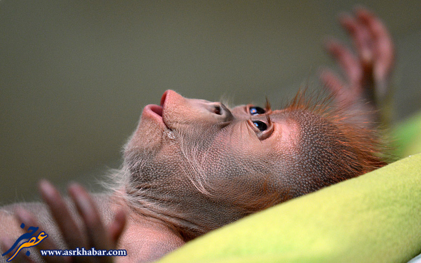 تصویر بامزه از یک بچه اورانگوتان