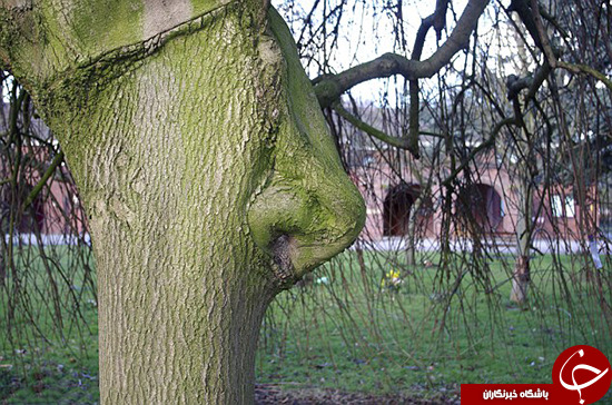 کشف درختی با بینی انسان/عکس