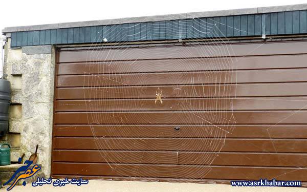 بزرگترین و عجیب ترین تار عنکبوت دنیا (عکس)