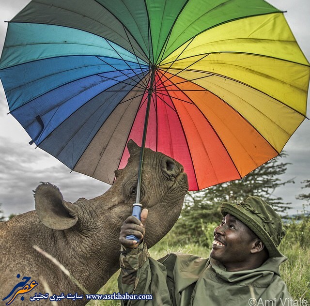 عکس: چتری برای کرگدن