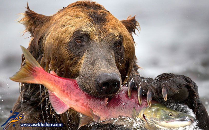 تصویر دیدنی از ماهی خوردن یک خرس