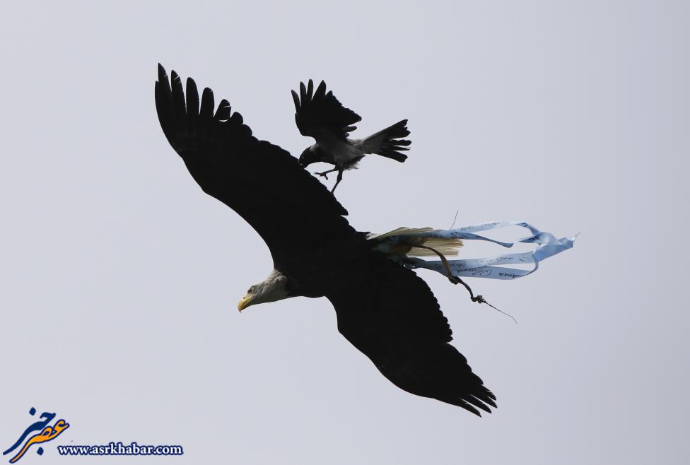 عکس: کولی گرفتن کلاغ از عقاب