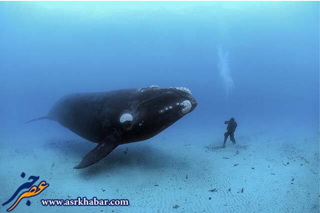 عکس فوق العاده از یک غواص و نهنگ