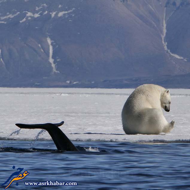 نهنگ و خرس قطبی در یک قاب (عکس)