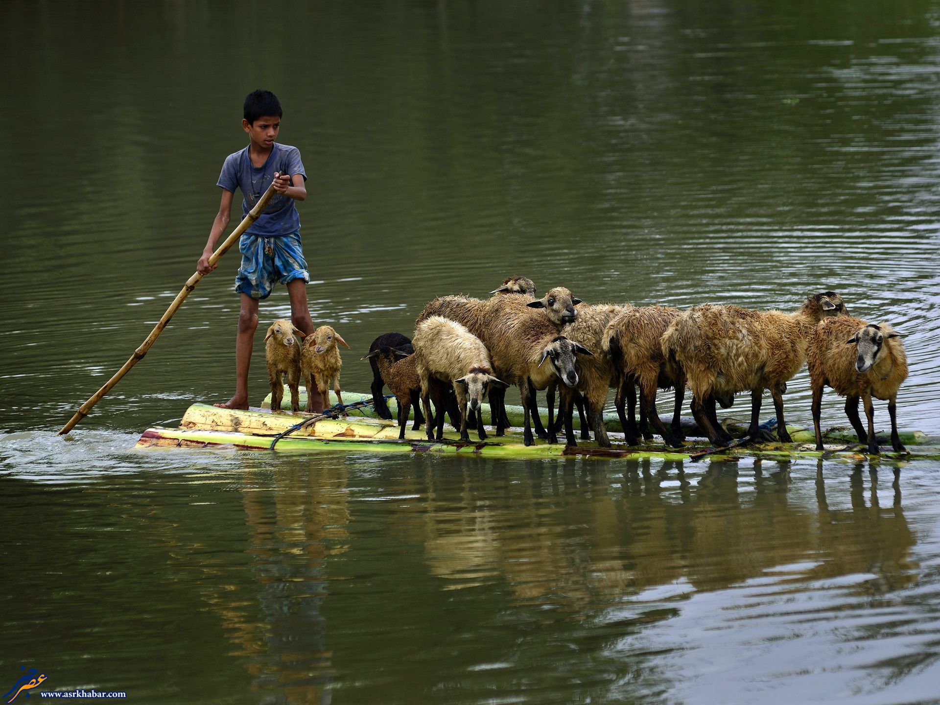 قایق سواری گوسفندان (عکس)