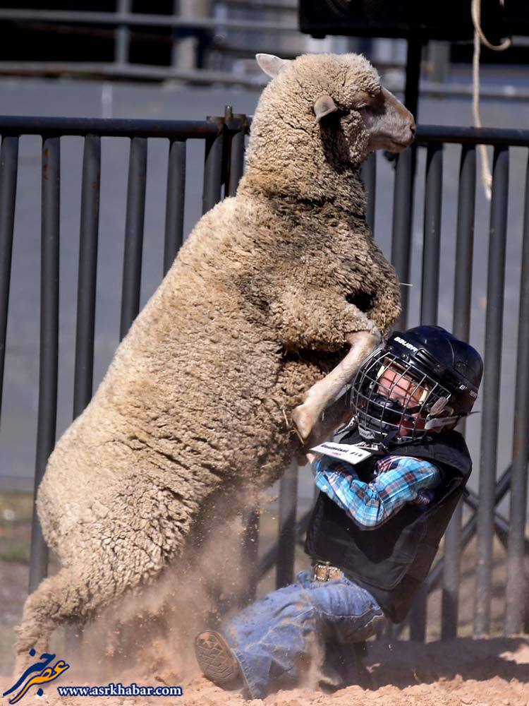 جنگ با گوسفند (عکس)