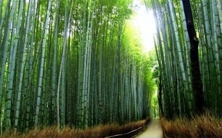 عکس: جنگل زیبای بامبو در ژاپن