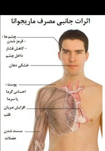 شیشهایها به سمت ماریجوانا میروند! شیشهایها به سمت ماریجوانا میروند!