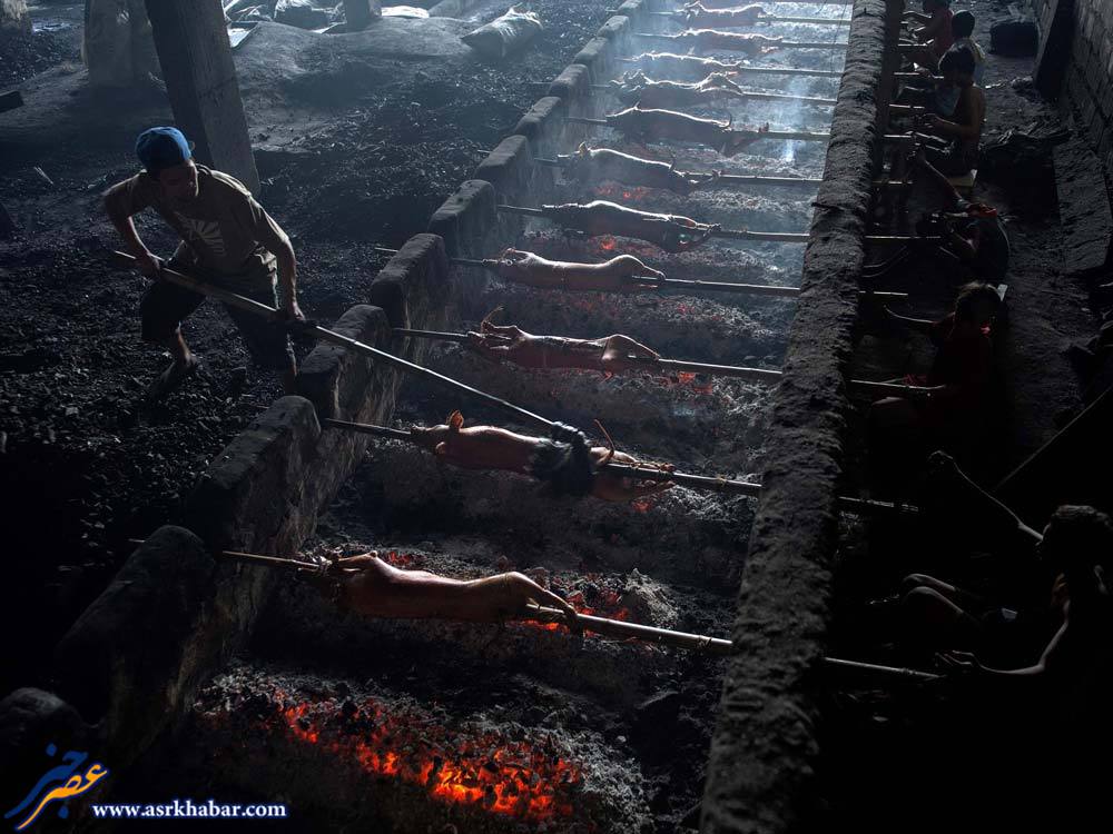 بزرگترین مرکز پخت خوک دنیا (عکس)