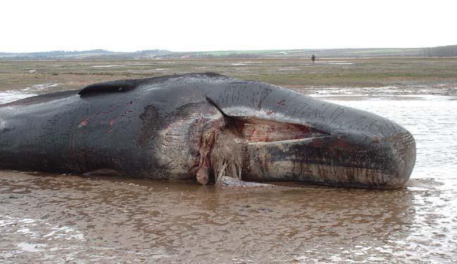 تلف شدن نهنگ گوژپشت در سواحل چابهار +عکس