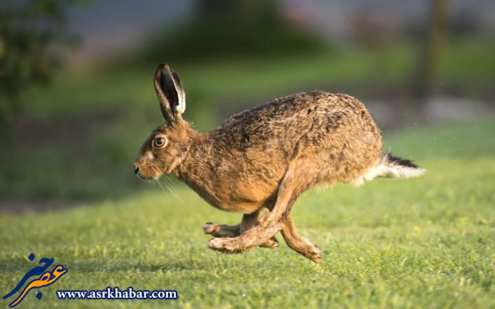 عكس ديدني از دويدن خرگوش (عكس)