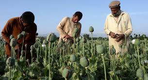 افغانستان در آستانه رکوردزنی در تولید مواد مخدر