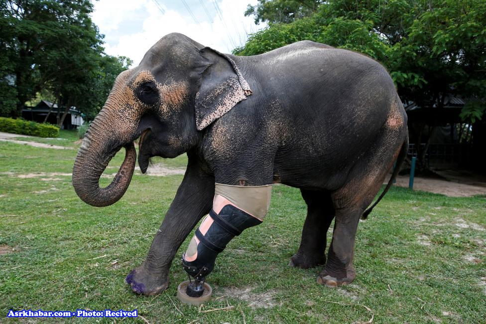 ساخت پای مصنوعی برای یک فیل (عکس)
