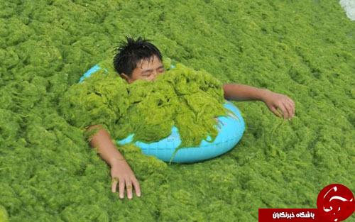 عکس: جلبک‌درمانی در چین!