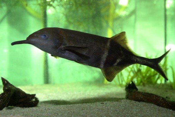 این ماهی مثل انسان فکر می‎کند!(عکس)