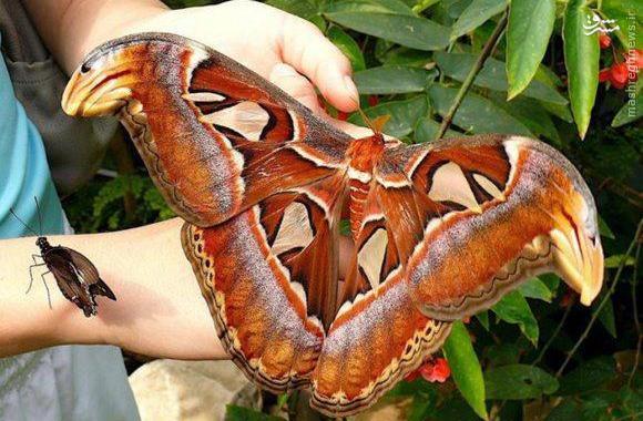 عکس: بزرگترین پروانه جهان