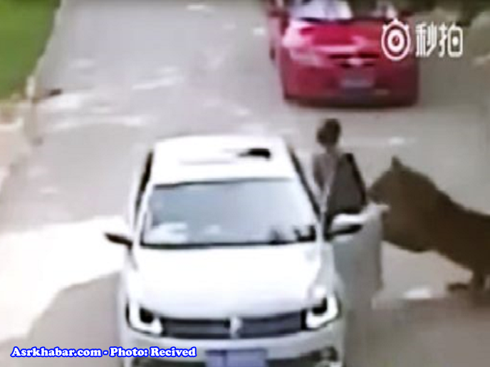 لحظه وحشتناک حمله ببر به زنی در پارک وحش (+عکس و فیلم)