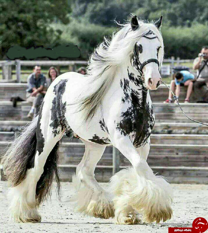 زیباترین اسب جهان در کتاب گینس+عكس