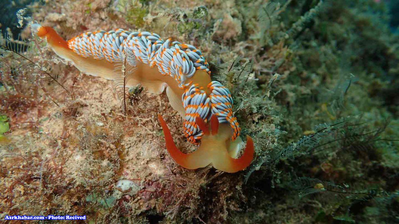 عکس: عجیب ترین موجود دریایی دنیا