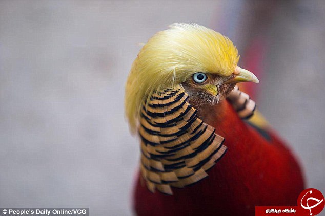 معروف شدن پرنده اي براي شباهتش به ترامپ! (عكس)