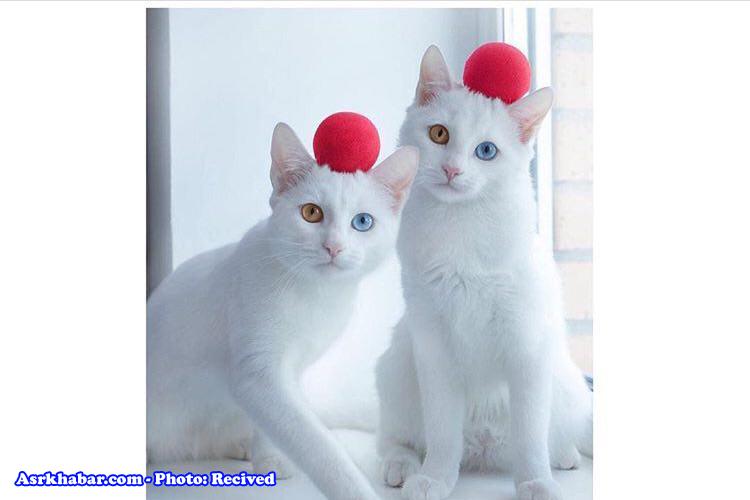 گربه‌های دوقلو با چشمانی عجیب و متفاوت(عکس)