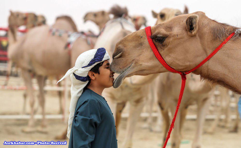 فستیوال شترها در امارات (+عکس)