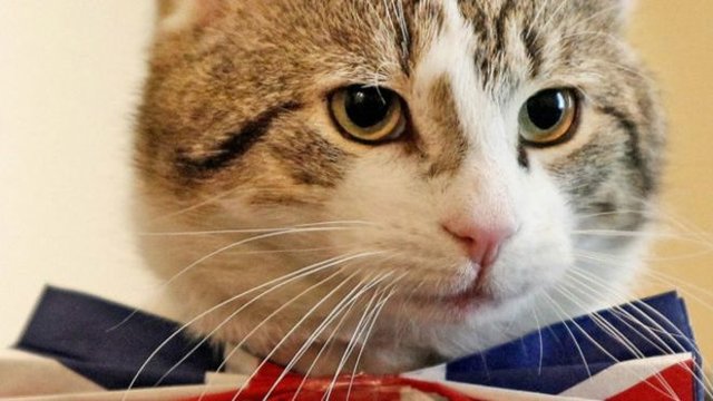 روایت بعیدی‌نژاد از «گربه‌های دیپلمات» در انگلستان