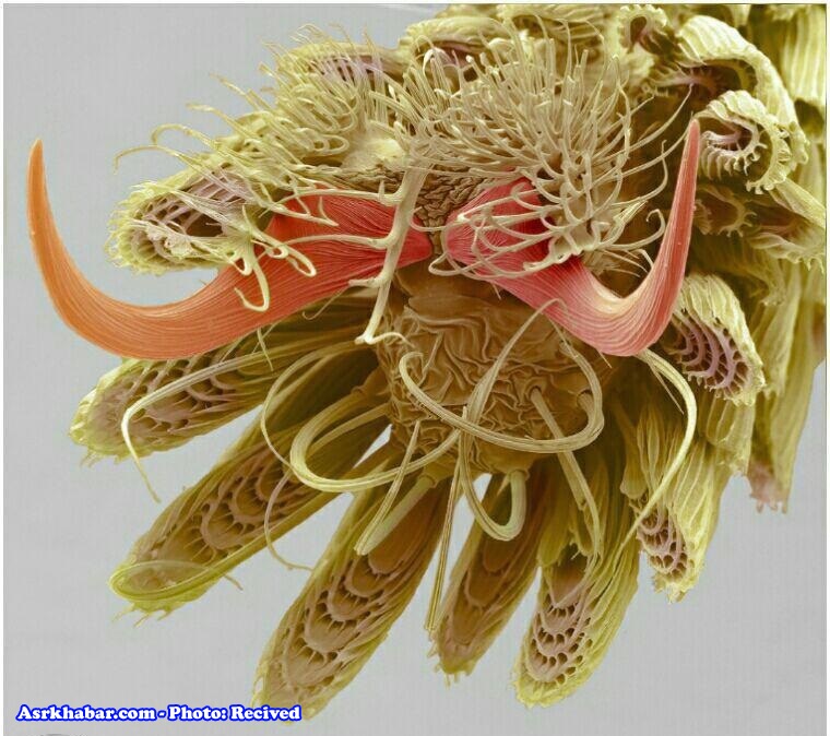 بزرگنمایی پای یک پشه در زیر میکروسکوپ! (+عکس)