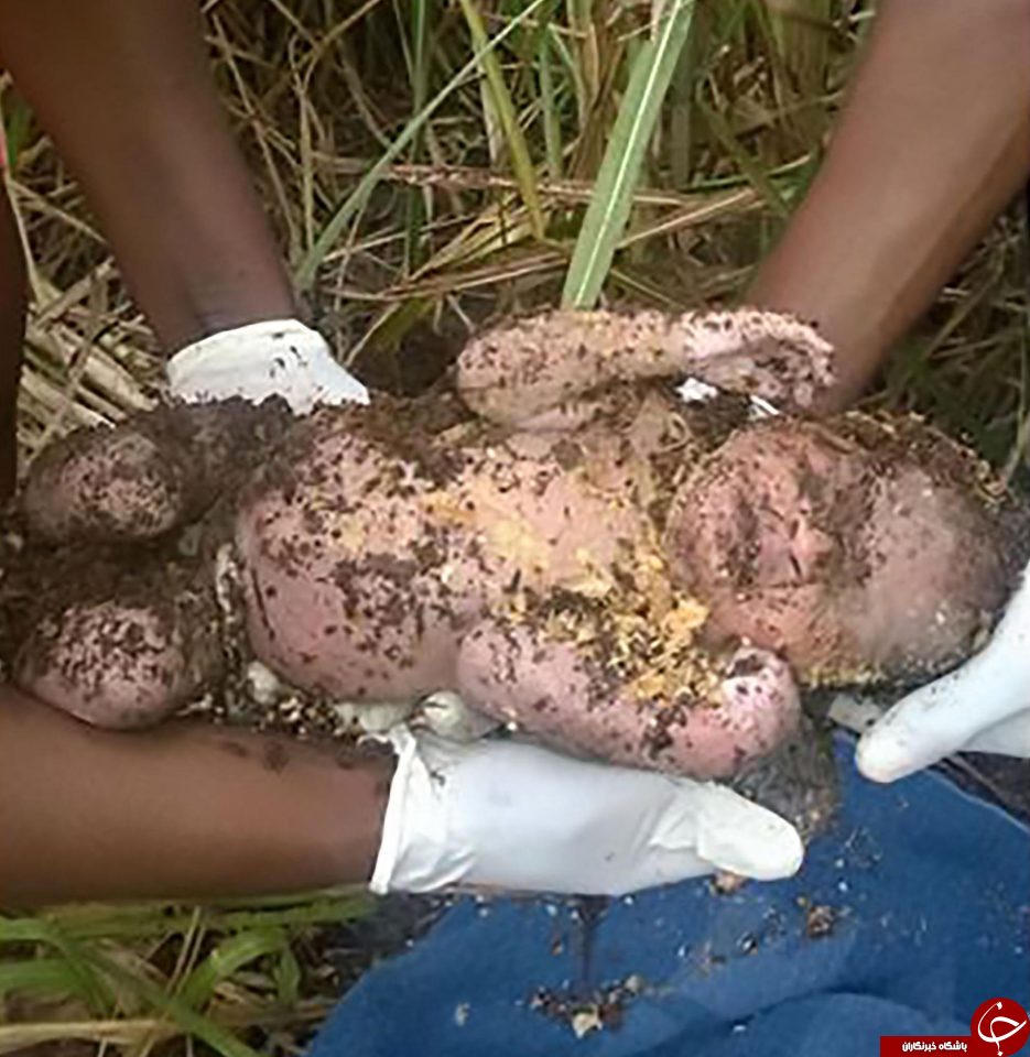 نوزاد زنده به گور شده زنده از زیر خاک بیرون کشیده شد (+عکس)