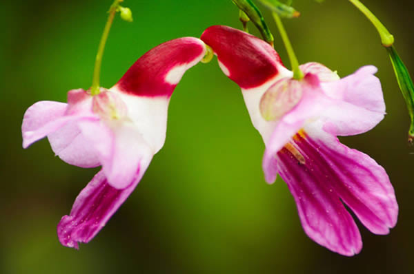 حیرت‌آورترین گل‌های جهان که واقعا وجود دارند (+عکس)