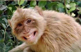چرا میمون‌ها نمی‌توانند صحبت کنند؟