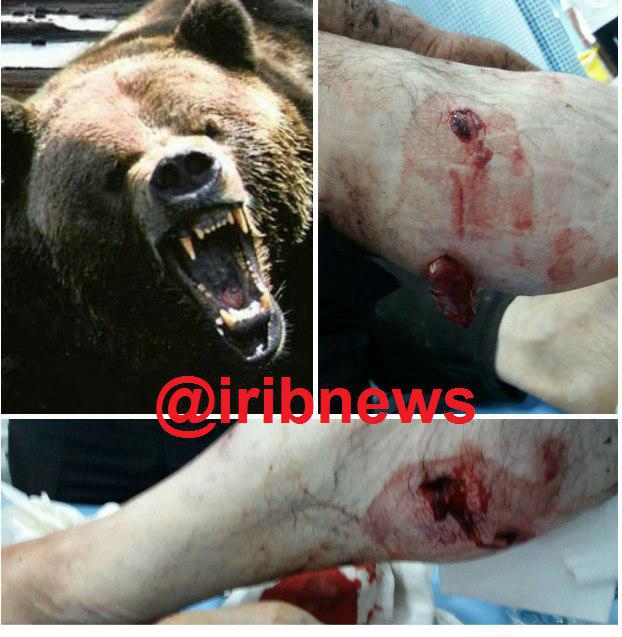 حمله خرس گرسنه به پیرمرد 84 ساله!(+عکس)