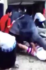 سرگردانی 2 گردشگر ایرانی در تایلند بعد از حمله یک فیل!