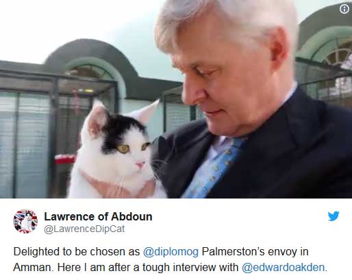 استخدام یک گربه به عنوان کارمند جدید سفارت بریتانیا در اردن (+عکس)