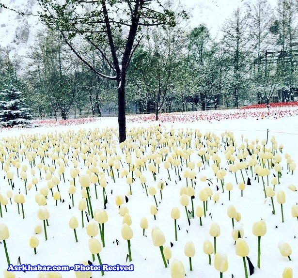 تصویری زیبا از باغ لاله کرج و برف بهاری