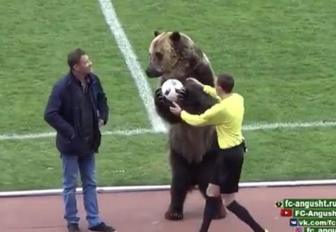 کمک خرس به داور برای شروع بازی فوتبال در روسیه!(+ عکس)