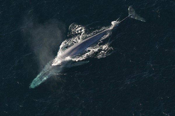 بزرگ‌ترین حیوان دنیا در دریای سرخ مشاهده شد (+عکس)