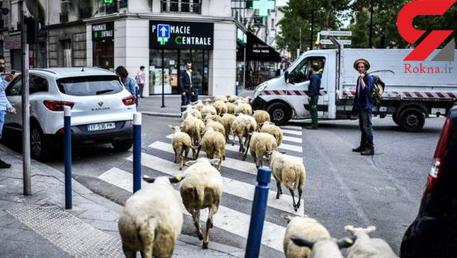 پاریس در تسخیر گوسفندان (+عکس)