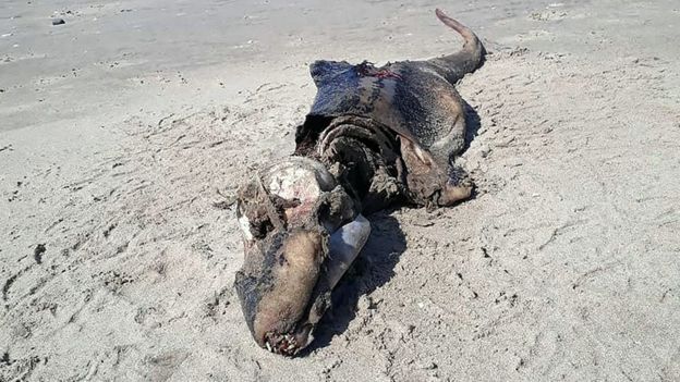 لاشه یک موجود دریایی مرموز در ساحل ولز پیدا شد (+عکس)
