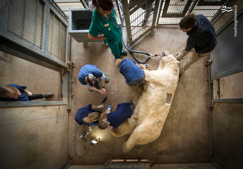 جراحی خرس قطبی (+عکس)