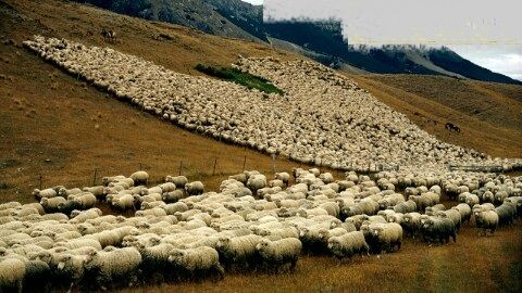 تصویری جالب از تعداد گوسفندان در نیوزلند (+عکس)