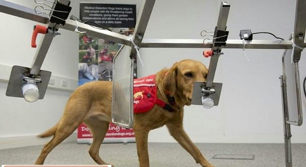 استفاده از سگ ها برای تشخیص سرطان (+عکس)