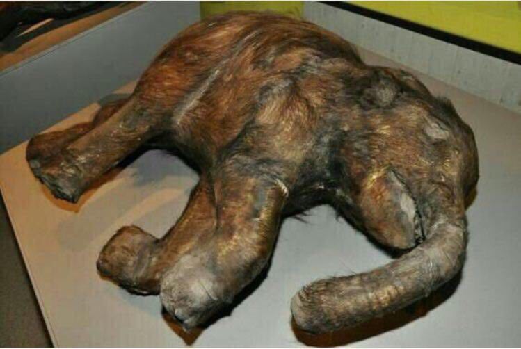 كشف شگفت انگيز يك بچه ماموت ٤٢ هزار ساله (+عکس)