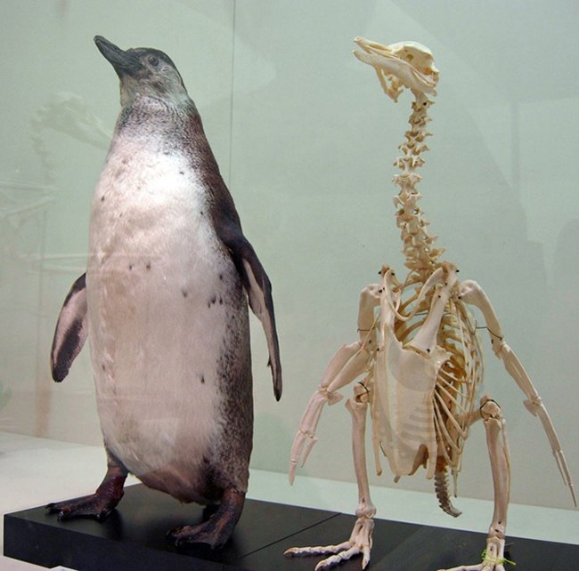 عکس دیده نشده و دیدنی از اسکلت پنگوئن (+عکس)