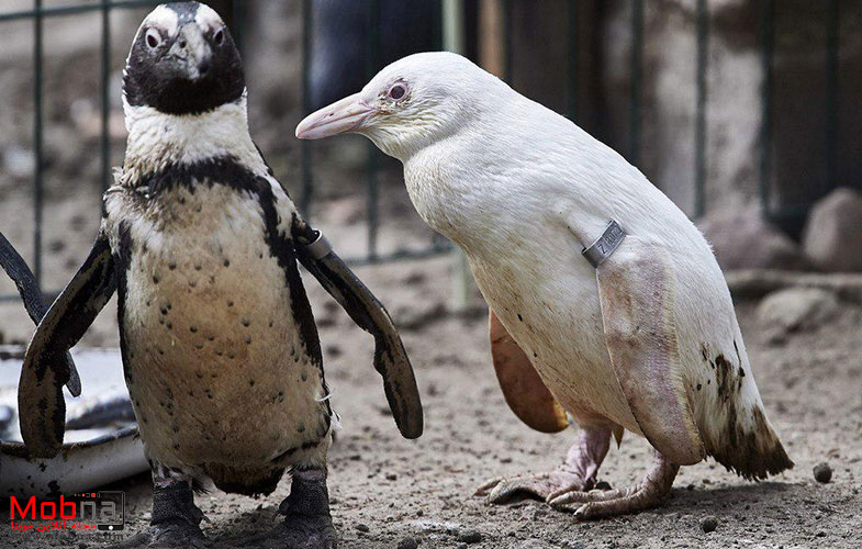تنها پنگوئن کاملا سفید جهان(عکس)